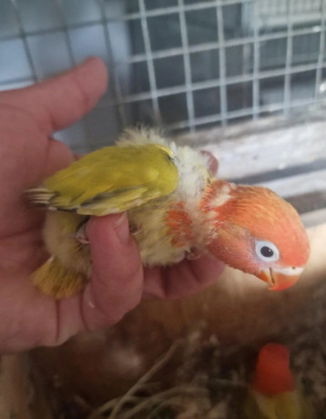 agapornis-big-2