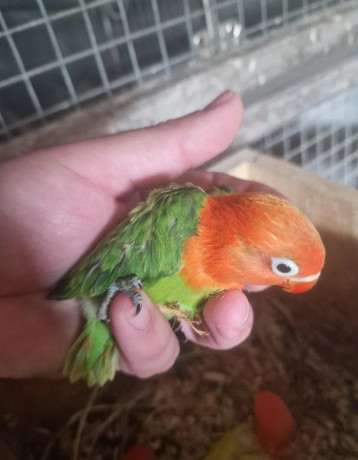 agapornis-big-3