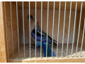 predam-rozelu-pestru-small-2