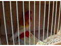 predam-rozelu-pestru-small-1