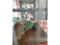 agapornis-skraboskovy-small-4