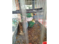agapornis-skraboskovy-small-3