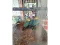 agapornis-skraboskovy-small-0