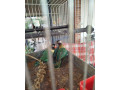 agapornis-skraboskovy-small-1