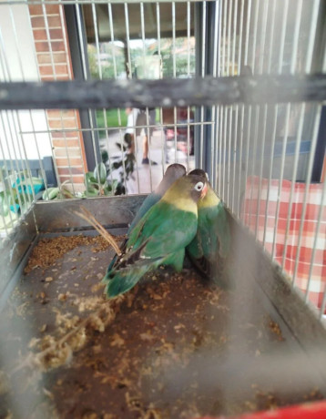 agapornis-skraboskovy-big-4