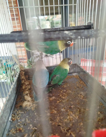 agapornis-skraboskovy-big-3