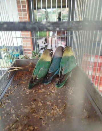 agapornis-skraboskovy-big-0