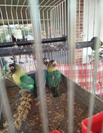 agapornis-skraboskovy-big-2