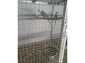 vymenim-small-3