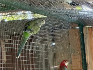 vtactvo