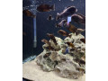 tropheus-bemga-z-jazera-tamganika-small-0