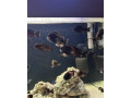 tropheus-bemga-z-jazera-tamganika-small-1