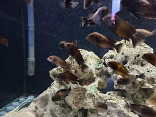 tropheus-bemga-z-jazera-tamganika