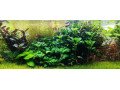 akvarijne-rastliny-small-4