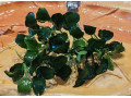 akvarijne-rastliny-small-1