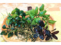 akvarijne-rastliny-small-0