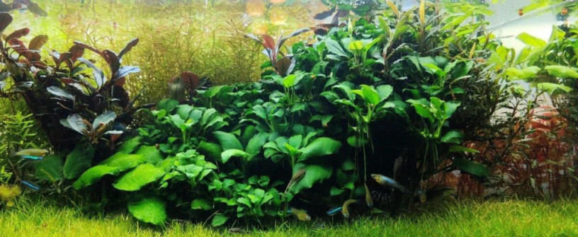 akvarijne-rastliny-big-4