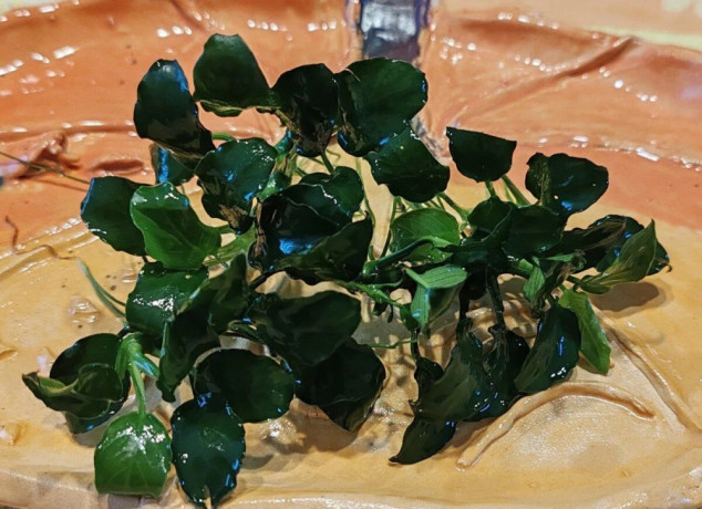 akvarijne-rastliny-big-1