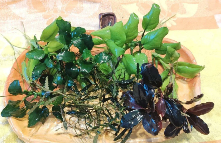akvarijne-rastliny-big-0