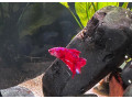 neonky-cervene-corydorasy-bojovnica-small-1