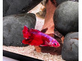 neonky-cervene-corydorasy-bojovnica-small-0