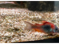 neonky-cervene-corydorasy-bojovnica-small-4