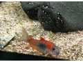 neonky-cervene-corydorasy-bojovnica-small-3
