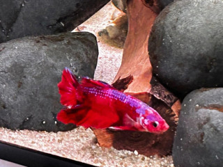 neonky-cervene-corydorasy-bojovnica