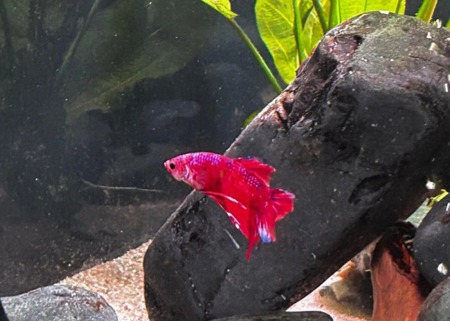 neonky-cervene-corydorasy-bojovnica-big-1
