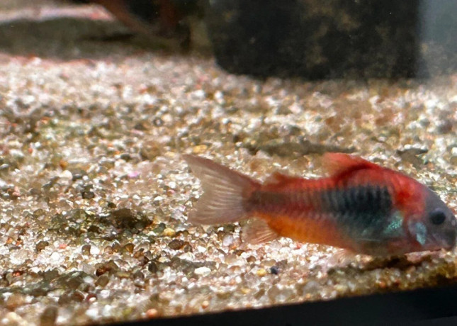 neonky-cervene-corydorasy-bojovnica-big-4