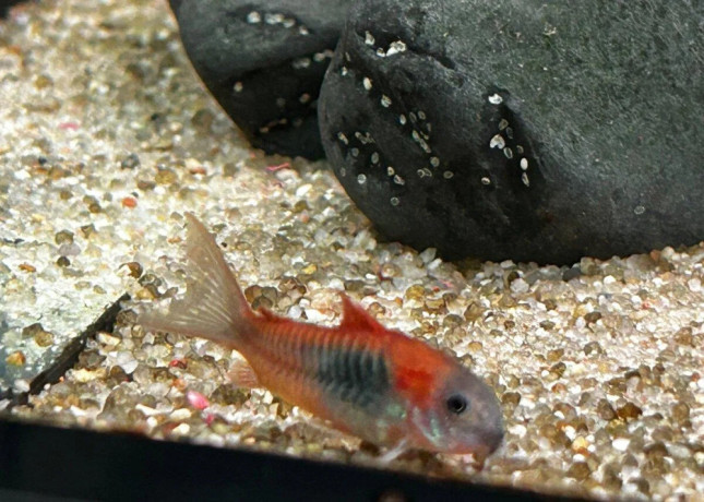 neonky-cervene-corydorasy-bojovnica-big-3