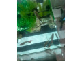 darujeme-gupky-small-2