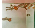 darujeme-gupky-small-3