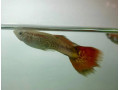 darujeme-gupky-small-1