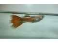 darujeme-gupky-small-0