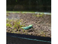 blue-bolt-caridina-krevetka-small-0