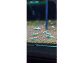 blue-bolt-caridina-krevetka-small-2
