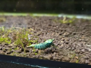 blue-bolt-caridina-krevetka
