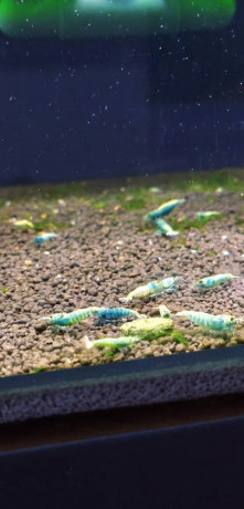 blue-bolt-caridina-krevetka-big-1