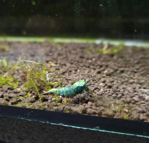blue-bolt-caridina-krevetka-big-0