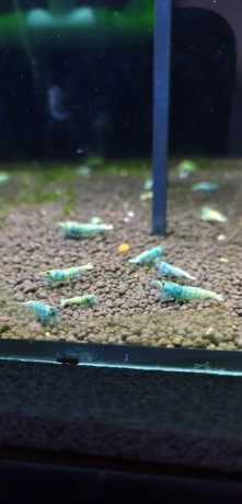 blue-bolt-caridina-krevetka-big-2