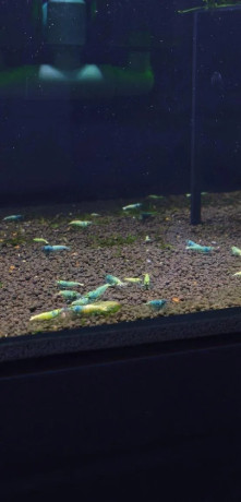 blue-bolt-caridina-krevetka-big-3
