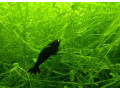 black-devil-oe-small-1