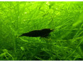 black-devil-oe-small-0
