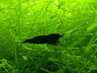 black-devil-oe
