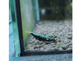 wicked-stardust-caridina-krevetka-small-0