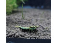 wicked-stardust-caridina-krevetka-small-1