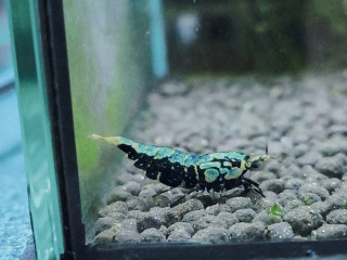 wicked-stardust-caridina-krevetka