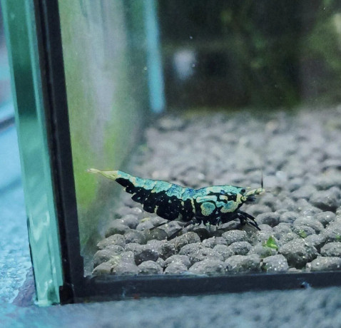 wicked-stardust-caridina-krevetka-big-0