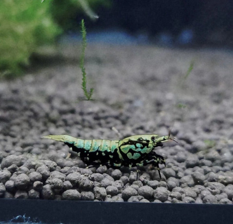 wicked-stardust-caridina-krevetka-big-1